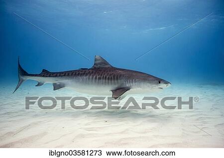 Stock Image - "Tiger Shark (Galeocerdo cuvier), Bahamas, North America". Fotosearch