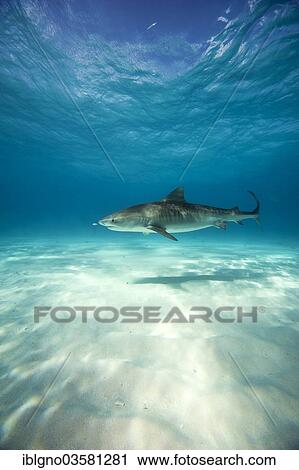 Stock Image - "Tiger Shark (Galeocerdo cuvier), Bahamas, North America". Fotosearch
