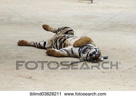 "Tiger Temple or Wat Pa Luangta Bua, Indochinese Tiger (Panthera tigris corbetti) with a chain around its neck, Kanchanaburi, Thailand, Asia" View Large Photo Image Stock Image - "Tiger Temple or Wat Pa Luangta Bua, Indochinese Tiger (Panthera tigris corbetti) with a chain around its neck, Kanchanaburi, Thailand, Asia". Fotosearch