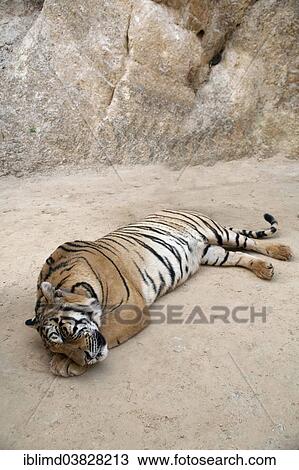 "Tiger Temple or Wat Pa Luangta Bua, Indochinese Tiger (Panthera tigris corbetti), Kanchanaburi, Thailand, Asia" View Large Photo Image Stock Image - "Tiger Temple or Wat Pa Luangta Bua, Indochinese Tiger (Panthera tigris corbetti), Kanchanaburi, Thailand, Asia". Fotosearch