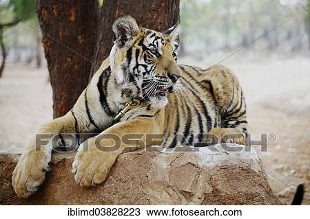 "Tiger Temple or Wat Pa Luangta Bua, Indochinese Tiger (Panthera tigris corbetti), Kanchanaburi, Thailand, Asia" View Large Photo Image Stock Image - "Tiger Temple or Wat Pa Luangta Bua, Indochinese Tiger (Panthera tigris corbetti), Kanchanaburi, Thailand, Asia". Fotosearch