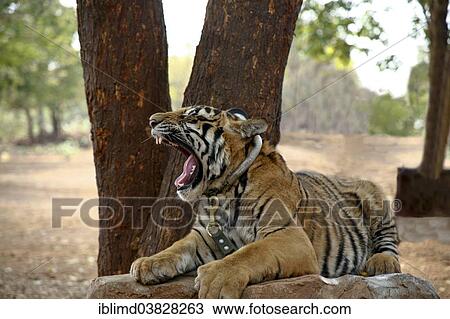 "Tiger Temple or Wat Pa Luangta Bua, Indochinese Tiger (Panthera tigris corbetti), Kanchanaburi, Thailand, Asia" View Large Photo Image Stock Image - "Tiger Temple or Wat Pa Luangta Bua, Indochinese Tiger (Panthera tigris corbetti), Kanchanaburi, Thailand, Asia". Fotosearch