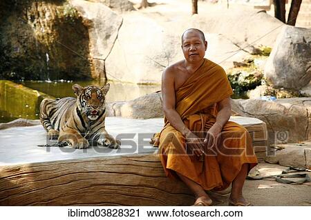 "Tiger Temple or Wat Pa Luangta Bua, monk and an Indochinese Tiger (Panthera tigris corbetti), Kanchanaburi, Thailand, Asia" View Large Photo Image Stock Image - "Tiger Temple or Wat Pa Luangta Bua, monk and an Indochinese Tiger (Panthera tigris corbetti), Kanchanaburi, Thailand, Asia". Fotosearch