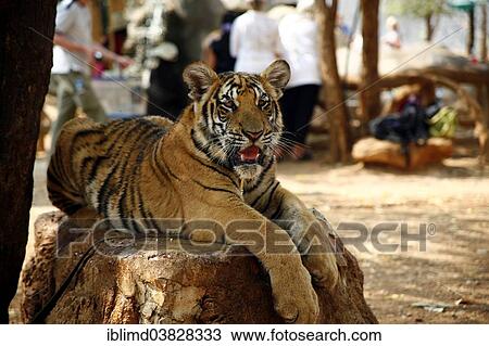 Stock Image - "Tiger Temple or Wat Pa Luangta Bua, Indochinese Tiger (Panthera tigris corbetti), Kanchanaburi, Thailand, Asia". Fotosearch