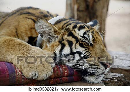 "Tiger Temple or Wat Pa Luangta Bua, Indochinese Tiger (Panthera tigris corbetti) with a cushion, Kanchanaburi, Thailand, Asia" View Large Photo Image Stock Photo - "Tiger Temple or Wat Pa Luangta Bua, Indochinese Tiger (Panthera tigris corbetti) with a cushion, Kanchanaburi, Thailand, Asia". Fotosearch