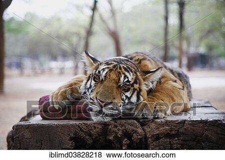 "Tiger Temple or Wat Pa Luangta Bua, Indochinese Tiger (Panthera tigris corbetti) with a cushion, Kanchanaburi, Thailand, Asia" View Large Photo Image Stock Photo - "Tiger Temple or Wat Pa Luangta Bua, Indochinese Tiger (Panthera tigris corbetti) with a cushion, Kanchanaburi, Thailand, Asia". Fotosearch