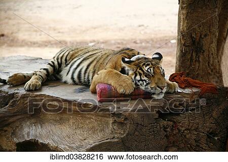 "Tiger Temple or Wat Pa Luangta Bua, Indochinese Tiger (Panthera tigris corbetti) with a cushion, Kanchanaburi, Thailand, Asia" View Large Photo Image Stock Photograph - "Tiger Temple or Wat Pa Luangta Bua, Indochinese Tiger (Panthera tigris corbetti) with a cushion, Kanchanaburi, Thailand, Asia". Fotosearch