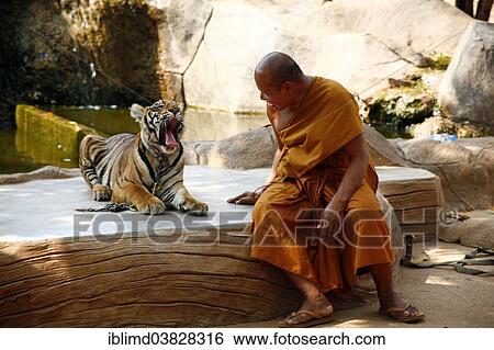 "Tiger Temple or Wat Pa Luangta Bua, monk and an Indochinese Tiger (Panthera tigris corbetti), Kanchanaburi, Thailand, Asia" View Large Photo Image Stock Photograph - "Tiger Temple or Wat Pa Luangta Bua, monk and an Indochinese Tiger (Panthera tigris corbetti), Kanchanaburi, Thailand, Asia". Fotosearch
