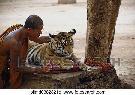 "Tiger Temple or Wat Pa Luangta Bua, monk and an Indochinese Tiger (Panthera tigris corbetti) with a cushion, Kanchanaburi, Thailand, Asia" View Large Photo Image Stock Photography - "Tiger Temple or Wat Pa Luangta Bua, monk and an Indochinese Tiger (Panthera tigris corbetti) with a cushion, Kanchanaburi, Thailand, Asia". Fotosearch