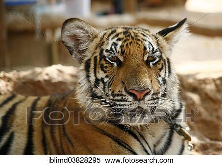 Stock Photography - "Tiger Temple or Wat Pa Luangta Bua, Indochinese Tiger (Panthera tigris corbetti), Kanchanaburi, Thailand, Asia". Fotosearch