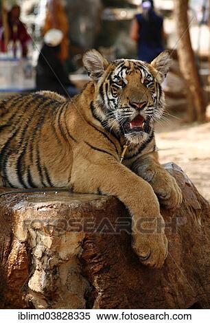 Stock Photography - "Tiger Temple or Wat Pa Luangta Bua, Indochinese Tiger (Panthera tigris corbetti), Kanchanaburi, Thailand, Asia". Fotosearch