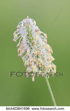 Stock Photograph - "Timothy Grass or Herd's Grass (Phleum pratense), flowering, North Rhine-Westphalia, Germany, Europe". Fotosearch