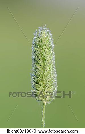 "Timothy-grass or Meadow Cat's-tail (Phleum pratense), inflorescence, North Rhine-Westphalia, Germany, Europe" View Large Photo Image Stock Image - "Timothy-grass or Meadow Cat's-tail (Phleum pratense), inflorescence, North Rhine-Westphalia, Germany, Europe". Fotosearch
