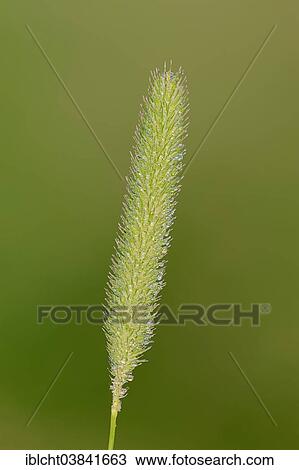 "Timothy-grass (Phleum pratense), North Rhine-Westphalia, Germany, Europe" View Large Photo Image Stock Image - "Timothy-grass (Phleum pratense), North Rhine-Westphalia, Germany, Europe". Fotosearch