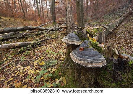 Stock Image - "Tinder Fungus (Fomes fomentarius) at the base of the trunk of a dead and fallen beech (Fagus sylvatica), Hainich National Park, Thuringia, Germany, Europe". Fotosearch