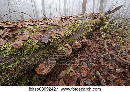 "Tinder fungus (Fomes fomentarius) on a dead and fallen beech (Fagus sylvatica), Hainich National Park, Thuringia, Germany, Europe" View Large Photo Image Stock Photo - "Tinder fungus (Fomes fomentarius) on a dead and fallen beech (Fagus sylvatica), Hainich National Park, Thuringia, Germany, Europe". Fotosearch
