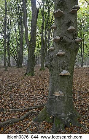 "Tinder fungus (Fomes fomentarius) on beech trunk(Fagus sylvatica), Tinner Loh nature reserve, Emsland, Lower Saxony, Germany, Europe" View Large Photo Image Picture - "Tinder fungus (Fomes fomentarius) on beech trunk(Fagus sylvatica), Tinner Loh nature reserve, Emsland, Lower Saxony, Germany, Europe". Fotosearch