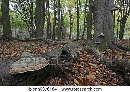 "Tinder fungus (Fomes fomentarius) on beech trunk(Fagus sylvatica), Tinner Loh nature reserve, Emsland, Lower Saxony, Germany, Europe" View Large Photo Image Stock Image - "Tinder fungus (Fomes fomentarius) on beech trunk(Fagus sylvatica), Tinner Loh nature reserve, Emsland, Lower Saxony, Germany, Europe". Fotosearch