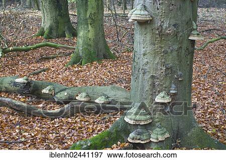 "Tinder fungus (Fomes fomentarius) on European Beech, Tinner Loh, Haren, Emsland, Lower Saxony, Germany, Europe" View Large Photo Image Stock Photo - "Tinder fungus (Fomes fomentarius) on European Beech, Tinner Loh, Haren, Emsland, Lower Saxony, Germany, Europe". Fotosearch