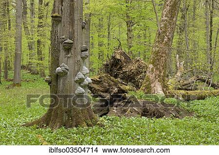Picture - "Tinder Fungus (Fomes fomentarius), fungi growing on the trunk of a dead beech tree, beech forest in spring, Hainich National Park, Thuringia, Germany, Europe". Fotosearch