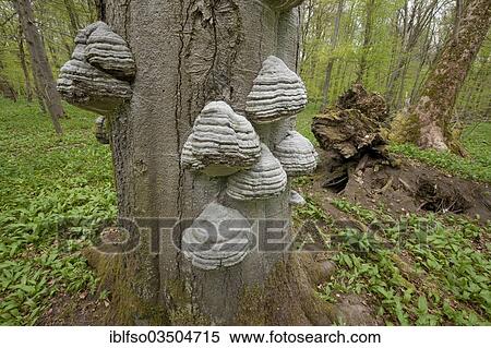 "Tinder Fungus (Fomes fomentarius), fungi growing on the trunk of a dead beech tree (Fagus sylvatica), in spring, Hainich National Park, Thuringia, Germany, Europe" View Large Photo Image Stock Photography - "Tinder Fungus (Fomes fomentarius), fungi growing on the trunk of a dead beech tree (Fagus sylvatica), in spring, Hainich National Park, Thuringia, Germany, Europe". Fotosearch