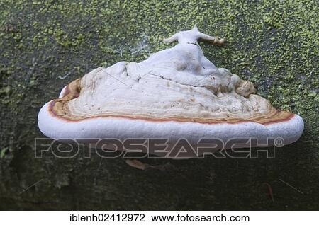 Tinder Fungus or Hoof Fungus (Fomes fomentarius), Tinner Loh, Haren, Emsland, Lower Saxony, Germany, Europe View Large Photo Image Stock Image - Tinder Fungus or Hoof Fungus (Fomes fomentarius), Tinner Loh, Haren, Emsland, Lower Saxony, Germany, Europe. Fotosearch