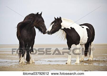 "Tinker gelding, black, and a Shire Horse mare, black and white chequered, sniffing one another, at the beach, Borkum, Lower Saxony, Germany, Europe" View Large Photo Image Stock Image - "Tinker gelding, black, and a Shire Horse mare, black and white chequered, sniffing one another, at the beach, Borkum, Lower Saxony, Germany, Europe". Fotosearch