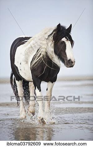 "Tinker mare, black and white chequered, roaming free on the beach, Borkum, Lower Saxony, Germany, Europe" View Large Photo Image Stock Photo - "Tinker mare, black and white chequered, roaming free on the beach, Borkum, Lower Saxony, Germany, Europe". Fotosearch
