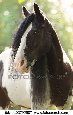 tinker mare
