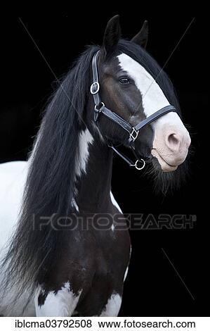 "Tinker mare, chequered dark brown and white, portrait" View Large Photo Image Stock Photo - "Tinker mare, chequered dark brown and white, portrait". Fotosearch