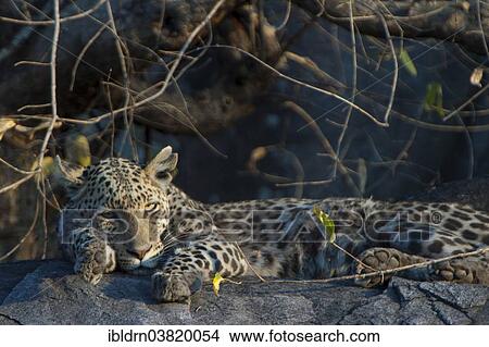 Picture - "Tired Leopard (Panthera pardus), Savute, Chobe National Park, Botswana, Africa". Fotosearch