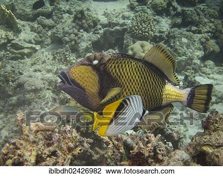 Stock Image - "Titan Triggerfish, Giant Triggerfish or Moustache Triggerfish (Balistoides viridescens), Mangrove Bay, Red Sea, Egypt, Africa". Fotosearch