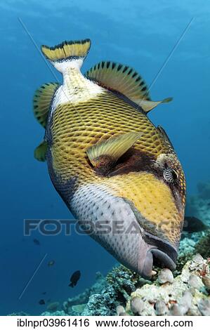 "Titan Triggerfish or Giant Triggerfish (Balistoides viridescens) feeding, Indian Ocean, Embudu, South Male Atoll, Maldives, Asia" View Large Photo Image Stock Photograph - "Titan Triggerfish or Giant Triggerfish (Balistoides viridescens) feeding, Indian Ocean, Embudu, South Male Atoll, Maldives, Asia". Fotosearch