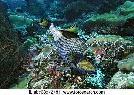 "Titan Triggerfish or Moustache Triggerfish (Balistoides viridescens), Raja Ampat, West Papua, Indonesia, Asia" View Large Photo Image Stock Image - "Titan Triggerfish or Moustache Triggerfish (Balistoides viridescens), Raja Ampat, West Papua, Indonesia, Asia". Fotosearch