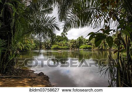 "Tiwai Island Wildlife Sanctuary on an island in the Moa River, Tiwai Island, Southern Province, Sierra Leone, Africa" View Large Photo Image Stock Photo - "Tiwai Island Wildlife Sanctuary on an island in the Moa River, Tiwai Island, Southern Province, Sierra Leone, Africa". Fotosearch