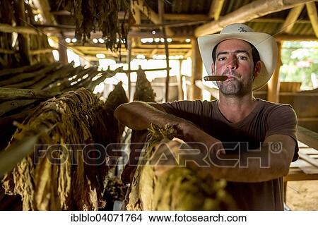 Picture - "Tobacco farmer Luis Manne Alvares Rodrigues smoking a Havana cigar, tobacco farm, Vinales Valley, Vinales, Pinar del Rio Province, Cuba, North America". Fotosearch