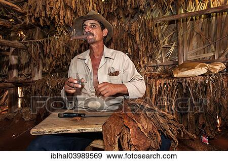 "Tobacco farmer smoking a cigar in a tobacco shed, Vinales Valley, Cuba, North America" View Large Photo Image Stock Photo - "Tobacco farmer smoking a cigar in a tobacco shed, Vinales Valley, Cuba, North America". Fotosearch