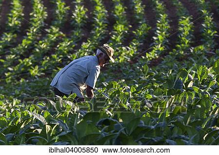 "Tobacco farmer working on a tobacco field, Vinales Valley, Cuba, North America" View Large Photo Image Stock Image - "Tobacco farmer working on a tobacco field, Vinales Valley, Cuba, North America". Fotosearch