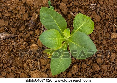 "Tobacco field, Tobacco plant (Nicotiana), Vinales, Pinar del Rio Province, Cuba, North America" View Large Photo Image Stock Photograph - "Tobacco field, Tobacco plant (Nicotiana), Vinales, Pinar del Rio Province, Cuba, North America". Fotosearch
