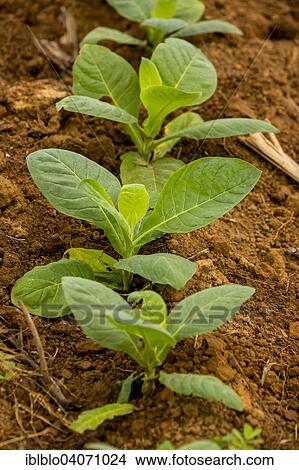 "Tobacco field, Tobacco plants (Nicotiana), Vinales, Pinar del Rio Province, Cuba, North America" View Large Photo Image Picture - "Tobacco field, Tobacco plants (Nicotiana), Vinales, Pinar del Rio Province, Cuba, North America". Fotosearch