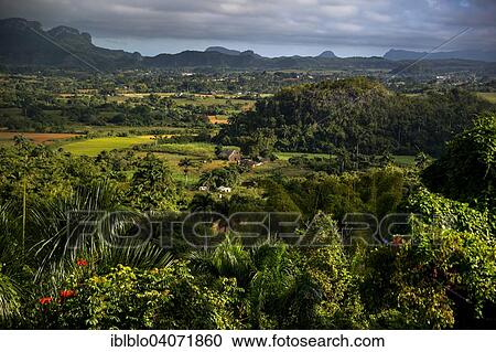 "Tobacco fields and the Mogotes karst mountains, Valle de Vinales, Vinales, Pinar del Rio Province, Cuba, North America" View Large Photo Image Stock Image - "Tobacco fields and the Mogotes karst mountains, Valle de Vinales, Vinales, Pinar del Rio Province, Cuba, North America". Fotosearch