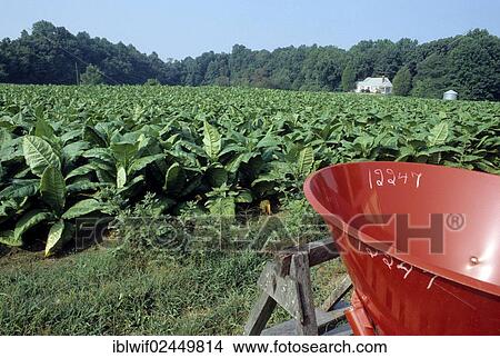 "Tobacco plantation in Mechanicsville, Maryland, USA" View Large Photo Image Picture - "Tobacco plantation in Mechanicsville, Maryland, USA". Fotosearch