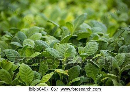 "Tobacco plants (Nicotiana), growing bed for tobacco seedlings, Pinar del Rio Province, Cuba, North America" View Large Photo Image Stock Photo - "Tobacco plants (Nicotiana), growing bed for tobacco seedlings, Pinar del Rio Province, Cuba, North America". Fotosearch