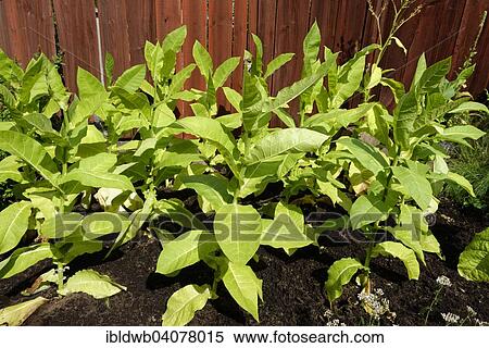 "Tobacco plants, Skansen open-air museum, Djugarden, Stockholm, Sweden, Europe" View Large Photo Image Stock Photography - "Tobacco plants, Skansen open-air museum, Djugarden, Stockholm, Sweden, Europe". Fotosearch