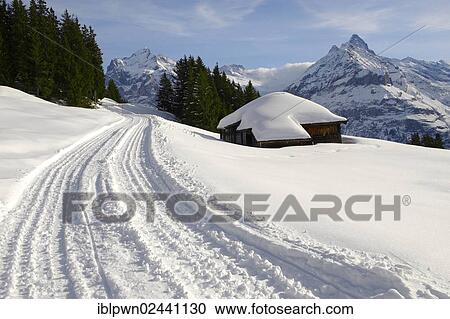 Stock Image - "Toboggan run in the snow in the mountains near Grindelwald First, Swiss Alps, Switzerland, Europe". Fotosearch