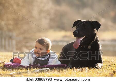 Stock Image - "Toddler lying beside a dog, Neumarkt am Wallersee, Salzburg, Austria, Europe". Fotosearch