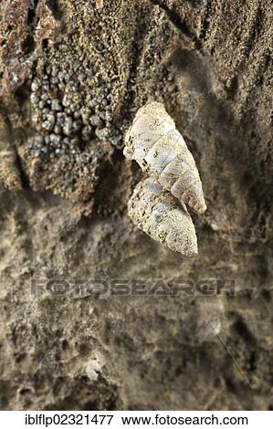 "Toffolettia striolata, two adult snails, rare species strictly related to unpolluted drystone walls, Cinque Terre National Park, La Spezia Province, Liguria, Italy, Europe" View Large Photo Image Stock Photo - "Toffolettia striolata, two adult snails, rare species strictly related to unpolluted drystone walls, Cinque Terre National Park, La Spezia Province, Liguria, Italy, Europe". Fotosearch