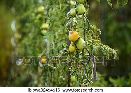 "Tomato plants, plum tomatoes with half ripe and unripe fruit in a vegetable patch" View Large Photo Image Stock Photograph - "Tomato plants, plum tomatoes with half ripe and unripe fruit in a vegetable patch". Fotosearch