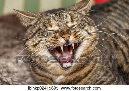 Tomcat yawning View Large Photo Image Stock Photography - Tomcat yawning. Fotosearch