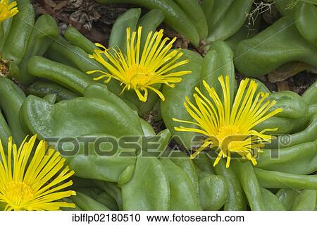 "Tongue-leaf (Glottiphyllum depressum), flowering, Kirstenbosch National Botanical Garden, Cape Town, Western Cape, South Africa, Africa" View Large Photo Image Stock Image - "Tongue-leaf (Glottiphyllum depressum), flowering, Kirstenbosch National Botanical Garden, Cape Town, Western Cape, South Africa, Africa". Fotosearch